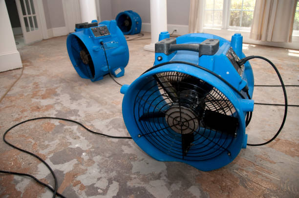 Best Basement water damage restoration  in Minden, LA
